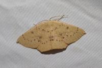 Cyclophora puppillaria