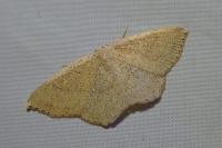 Cyclophora ruficiliaria