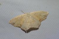 Cyclophora punctaria
