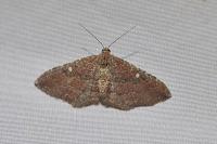 Nycterosea obstipata