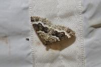 Epirrhoe alternata