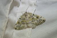Cleorodes lichenaria
