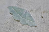 Campaea margaritaria