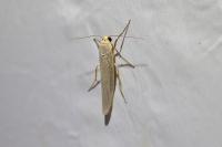 Eilema caniola