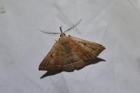 Polypogon plumigeralis