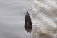 Schrankia costaestrigalis