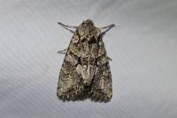 Dryobotodes monochroma