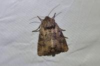 Luperina testacea