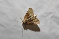 Mesoligia furuncula