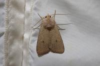 Xestia castanea