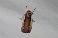 Ochropleura leucogaster