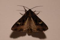 Trigonophora flammea