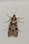 Eudonia angustea