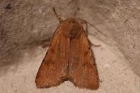 Agrochola lychnidis