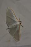Palpita vitrealis