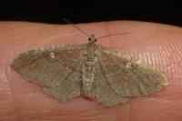Nycterosea obstipata