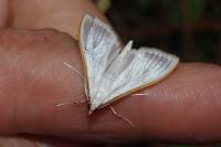 Palpita vitrealis
