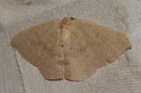 Cyclophora puppillaria