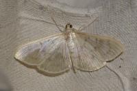 Patania ruralis