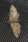 Gymnoscelis rufifasciata