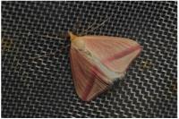 Rhodometra sacraria