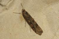 Nomophila noctuella