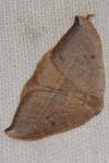 Watsonalla uncinula