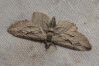 Eupithecia phoeniceata