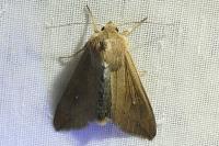 Mythimna unipuncta