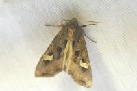 Trigonophora flammea