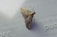 Endotricha flammealis