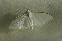 Palpita vitrealis