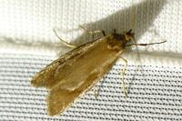 Diurnea lipsiella