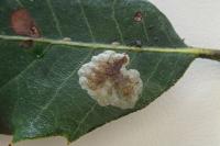 Phyllonorycter belotella