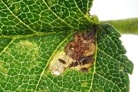 Stigmella viscerella