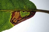 Stigmella salicis