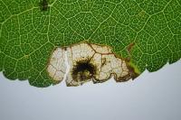 Stigmella plagicolella