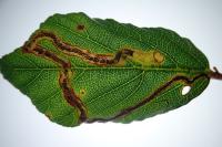 Stigmella aurella