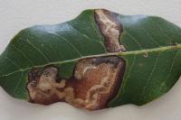 Stigmella suberivora