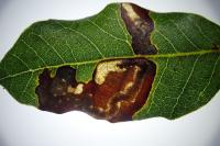 Stigmella suberivora