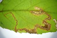 Stigmella aurella/splendidissimella