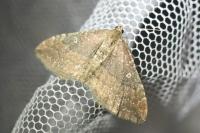 Nycterosea obstipata