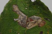 Stigmella salicis