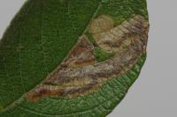 Stigmella salicis
