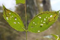 Stigmella anomalella