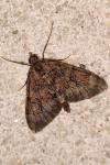 Thera britannica/obeliscata/variata