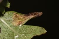 Phyllonorycter oxyacanthae