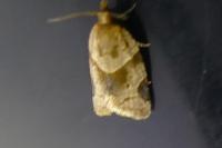 Clepsis peritana