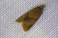 Clepsis peritana