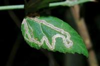 Stigmella
